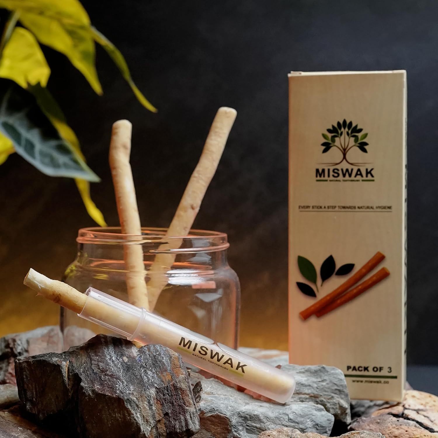 MISWAK Premium Natural Sticks Pack of 3 with Vacuum Holder